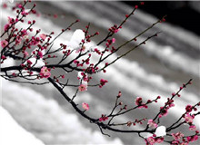 惠忠庵讀書(shū)夜｜活在珍貴的人間：一次關(guān)于詩(shī)歌的細(xì)讀“好像有樹(shù)葉在門(mén)前燃燒，而抱回的柴禾里有水珠滴落……”[詳細(xì)]