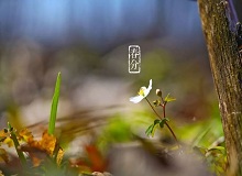 《春分》春分了，天氣漸漸暖起來。草木萬物都生發(fā)了，空氣里里濕漉漉甜絲絲的，有一股子好聞的泥土腥味兒。[詳細]