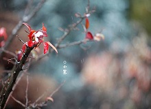 《小寒》正是小寒天氣，三九了。一九二九不出手，三九四九冰上走。今年一場雪還沒下，大地卻都上凍了。[詳細]