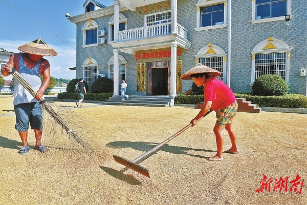 9月20日，漫水村村民在操坪曬稻谷。