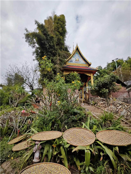 晾曬茶花。寨子里的生活隨處可見與茶有關(guān)的小景