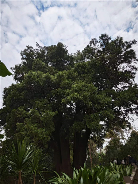 來到翁基古寨，不能不注意到一座寺廟和一棵古樹。寺廟是帕哎冷寺，古樹則是一棵古柏樹。翁基古柏經(jīng)研究鑒定，樹齡在2500年以上，樹根徑圍11米，胸徑3.5米，樹高20余米。相傳翁基后山上有妖龍為惡村里，為解除村民苦難，一佛爺來到村頭打坐誦經(jīng)，點化惡龍。日久天長，惡龍終受感化而變身成為柏樹。它與古寺相伴相生，綠蔭蔽天，村民稱此景觀為“古柏聽經(jīng)”。