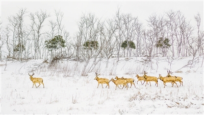 　圖為“我的家園”攝影聯(lián)展參展作品《濕地家園》，攝于江蘇鹽城。 　　葛乃航攝